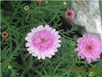 3a352a47-Marica auto 334.jpg